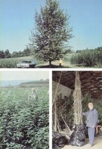 Hybrid Poplars Image